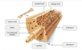 Label the parts of a long bone. Print A P Chapter 6 Bones And Skeletal Tissues Flashcards Easy Notecards