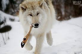 We did not find results for: Wolf Conservation Center On Twitter Prey Isn T Always Abundant For Wolves So Their Metabolisms Are Designed To Store Fat Energy For Long Periods When Food Is Available Wolves Gorge Themselves