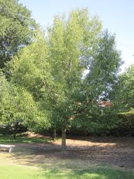 Image result for Quercus acutissima