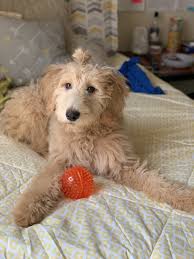 It is our goal to produce doodles that are of optimum health, temperment and stature. Golden Doodle Puppies For Sale Carrollton Ga 314292