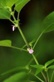 Image result for Justicia heterocarpa