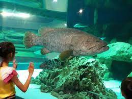 Check spelling or type a new query. Marine Aquarium And Museum Picture Of Marine Aquarium And Museum Kota Kinabalu Tripadvisor