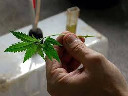 How to make weed plants grow faster time stamp for video:(00:23) : You Can Make Marijuana Clones Without Mother Plants