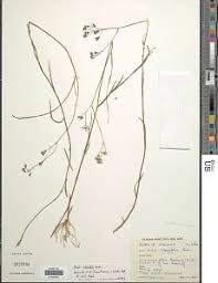 Image result for Emilia caespitosa