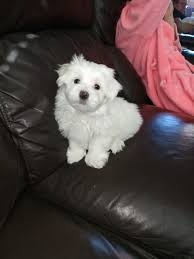 3 beautiful pure maltese puppies for sale in north bergen, new jersey. Maltese Puppies For Sale New Jersey 17 Nj 295578