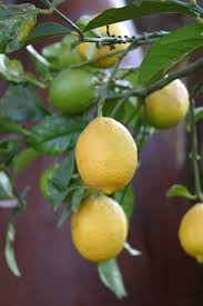 Image result for Citrus × limon