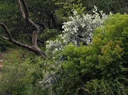 Image result for Brachylaena discolor