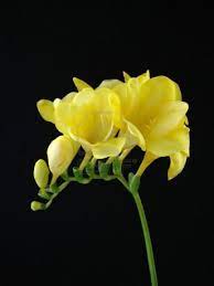 A Single Stem Of Yellow Freesia On A Black Background Freesia Flowers Amazing Flowers Freesia