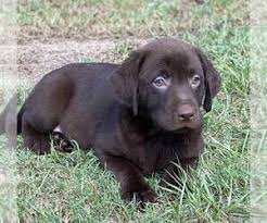 No wonder it's so popular! View Ad Labrador Retriever Puppy For Sale Near Florida Hialeah Usa Adn 220829