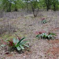 Image result for Ammocharis tinneana