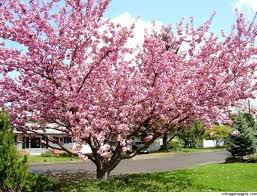 Se un albero non dà frutti, il problema è spesso legato alla fioritura, all'impollinazione o spesso ci si chiede perché i nostri alberi non producono i frutti che ci aspettiamo, e la risposta è quasi sempre. Fiore Giapponese Significato Fiori Fiore Giapponese Caratteristiche