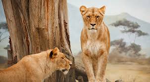 Zijn optreden met oranje op het ek zal de belangstelling ongetwijfeld doen groeien. Spreekbeurt Over Leeuwen Vind Hier Alles Wat Je Zoekt