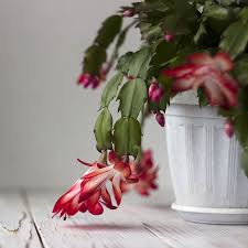 El cactus de navidad, cuyo nombre científico es schlumbergera, pertenece a la familia de las cactáceas y procede de los bosques tropicales de brasil. Cactus De Navidad Una Dosis Extra De Belleza Y Color Para Tu Casa Foto 1