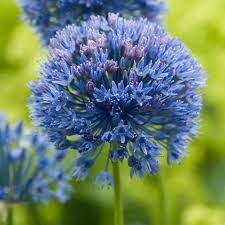 Plant does not set seed, flowers are sterile, or plants will not come true from seed. Buy Blue Allium Bulbs Syn Allium Azureum Allium Caeruleum 5 99 Delivery By Crocus