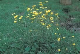 Image result for Ranunculus acris