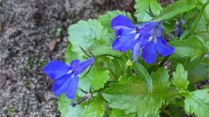 Image result for Lobelia erinus