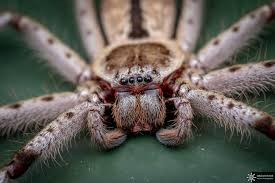 Each coin contains one ounce of guaranteed quality precious metal, struck to the royal australian mint's exacting brilliant uncirculated finish. Spiders In Australia Everything You Need To Know