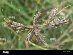 Image result for Fuirena pubescens