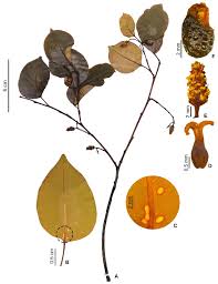 Image result for Maprounea