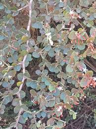 Image result for Sericanthe