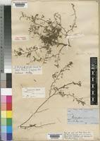 Image result for Indigofera delagoaensis