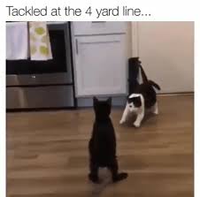 Attention Nfl Defensive Backs Watch The Black And White Cat This Is How It 39 S Done 2020 Cok Sirin Hayvanlar Komik Hayvan Videolari Sevimli Kediler