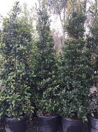 Japanese blueberry, elaeocarpus decipens, can be grown in our cold hardiness zone. Japanese Blueberry Liberty Landscape Supply