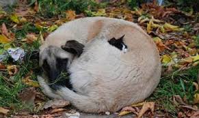 Sokak Hayvanlari Google Da Ara Animais Bonitos Fotos De Animais Engracados Citacoes De Animais