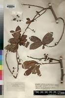 Image result for Embelia schimperi