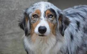 The best way to determine the temperament of a mixed breed is to look up all breeds in the cross and understand that you can get any combination of the characteristics found in either breed. All About The Great Pyrenees Australian Shepherd Mix Facts Information