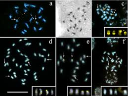 Image result for Aeschynomene elaphroxylon
