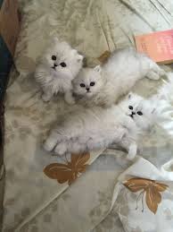 Dearheart Persian Kittens Silver Chinchilla Silver Shaded Cats Persian Kittens Kittens Cutest