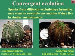 Previous (convention on the elimination of all forms of discrimination against women). Evolution By Natural Selection Todays Lecture Is About