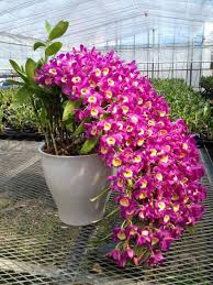 Прямая трансляция on ok.ru viewers: Orchideas Brasil Visyachie Rasteniya Orhidei Dendrobium Orhidei
