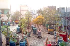 The astonishing adorable roof garden ideas for home picture below is other parts of awesome roof garden ideas for home publishing which is grouped within garden ideas roof garden ideas for home rooftop garden ideas for home and posted at october 3 2020. Present Practice And Future Prospect Of Rooftop Farming In Dhaka City A Step Towards Urban Sustainability Sciencedirect
