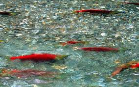 alaska salmon harvest 31 percent below forecast national