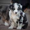 Miniature australian shepherd, texas » lubbock. 1