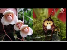 Dracula simia :- The wonderful Orchids ...