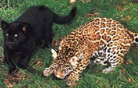 Ty beanie baby babies baby jaguar 2010 go diego go plush stuffed animal. Black Baby Newborn Jaguar Newborn Baby