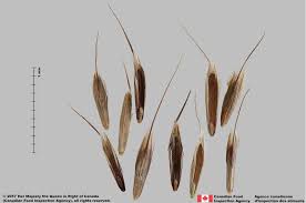 Image result for Bromus leptoclados
