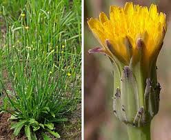 Image result for Hypochaeris