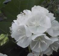 Image result for Mitriostigma axillare