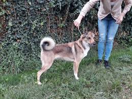 Image result for západosibiřská lajka