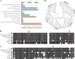 Set in canton, china in the 1940s, the story revolves in a town ruled by the axe gang, sing who. Whole Genome Sequencing Of A Snailfish From The Yap Trench 7 000 M Clarifies The Molecular Mechanisms Underlying Adaptation To The Deep Sea