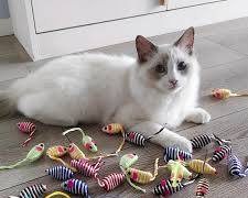 cat playing with a variety of handmade toysの画像