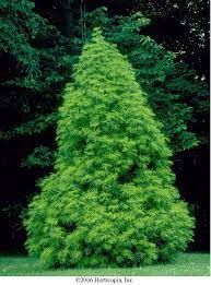 Japanese Umbrella Pine Evergreen Tree Of The Day Japanese Umbrella Pine Shade Plants Evergreen Trees