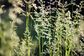 Image result for Deschampsia cespitosa