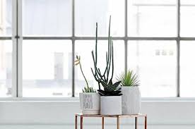Wayfair.com has been visited by 1m+ users in the past month How To Decorate A Minimalist Home With Indoor Plants