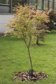 Infected trees may be deformed with crooked and angular branches or witches' brooms (clusters of shoots growing from one area of a branch). Japanese Maple Tree Facts Lifespan Of Japanese Maple Trees