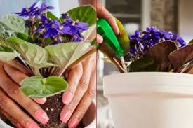 Evinde çiçek yetiştirmeyi sevmeyen yoktur. Menekse Bakimi Evde Menekse Nasil Yetistirilir Cogaltilir Yemek Com